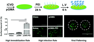 Graphical abstract: A biofunctionalized viral delivery patch for spatially defined transfection