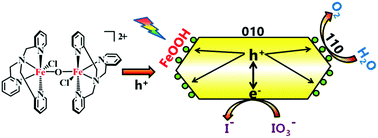 Graphical abstract: Enhanced photocatalytic activity of BiVO4 coupled with iron-based complexes for water oxidation under visible light irradiation