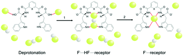 Graphical abstract: Fluoride binding by an anionic receptor: tuning the acidity of amide NH groups for basic anion hydrogen bonding and recognition