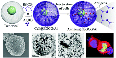 Graphical abstract: Coordination microparticle vaccines engineered from tumor cell templates