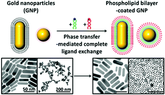 Graphical abstract: Phase transfer-driven rapid and complete ligand exchange for molecular assembly of phospholipid bilayers on aqueous gold nanocrystals