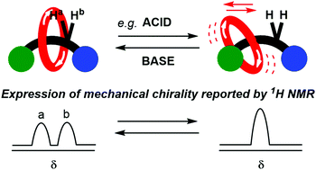 Graphical abstract: Modulating the expression of chirality in a mechanically chiral rotaxane