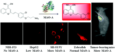 Graphical abstract: Inhibitor structure-guided design and synthesis of near-infrared fluorescent probes for monoamine oxidase A (MAO-A) and its application in living cells and in vivo