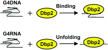 Graphical abstract: DEAD-box RNA helicases Dbp2, Ded1 and Mss116 bind to G-quadruplex nucleic acids and destabilize G-quadruplex RNA
