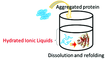 Graphical abstract: Hydrated ionic liquids enable both solubilisation and refolding of aggregated concanavalin A
