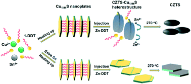 Graphical abstract: Insight into the crystal phase and shape evolution from monoclinic Cu1.94S to wurtzite Cu2ZnSnS4 nanocrystals