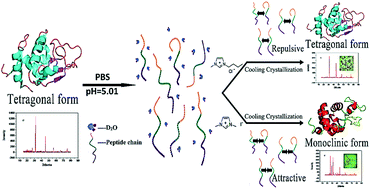 Graphical abstract: Manipulating crystallization in lysozyme and supramolecular self-arrangement in solution using ionic liquids