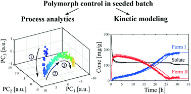 Graphical abstract: Polymorph control in batch seeded crystallizers. A case study with paracetamol