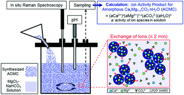 Graphical abstract: Solubility investigations in the amorphous calcium magnesium carbonate system