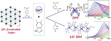 Graphical abstract: From mononuclear to two-dimensional cobalt(ii) complexes based on a mixed benzimidazole–dicarboxylate strategy: syntheses, structures, and magnetic properties