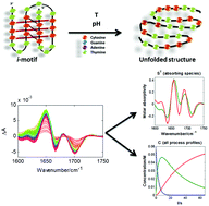 Graphical abstract: Study of light-induced formation of photodimers in the i-motif nucleic acid structure by rapid-scan FTIR difference spectroscopy and hybrid hard- and soft-modelling
