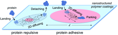 Graphical abstract: A mobile precursor determines protein resistance on nanostructured surfaces