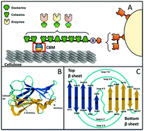 Graphical abstract: Steered molecular dynamics simulations reveal the role of Ca2+ in regulating mechanostability of cellulose-binding proteins