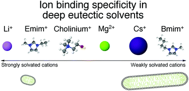 Graphical abstract: Counterion binding alters surfactant self-assembly in deep eutectic solvents