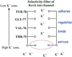 Graphical abstract: Roles of different amino-acid residues towards binding and selective transport of K+ through KcsA K+-ion channel