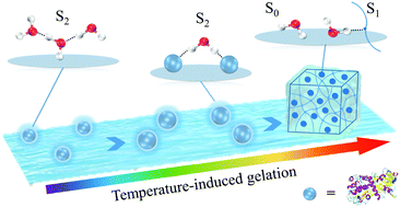 Graphical abstract: Understanding the function of water during the gelation of globular proteins by temperature-dependent near infrared spectroscopy