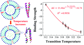 Graphical abstract: Modulation of phase transition of thermosensitive liposomes with leucine zipper-structured lipopeptides