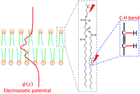Graphical abstract: Membrane potential and dynamics in a ternary lipid mixture: insights from molecular dynamics simulations
