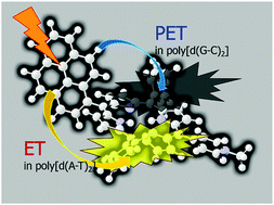 Graphical abstract: Sequence selective photoinduced electron transfer of a pyrene–porphyrin dyad to DNA