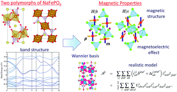 Graphical abstract: Magnetism of NaFePO4 and related polyanionic compounds