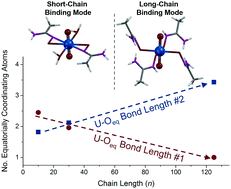 Graphical abstract: Polyamidoxime chain length drives emergent metal-binding phenomena