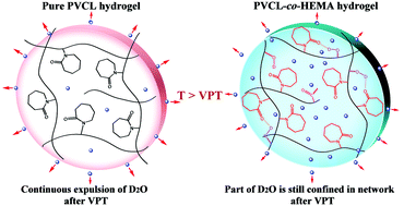 Graphical abstract: Exploration of the unusual two-step volume phase transition of the poly(N-vinylcaprolactam-co-hydroxyethyl methacrylate) hydrogel