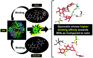 Graphical abstract: Molecular recognition of bio-active flavonoids quercetin and rutin by bovine hemoglobin: an overview of the binding mechanism, thermodynamics and structural aspects through multi-spectroscopic and molecular dynamics simulation studies