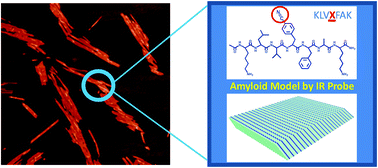 Graphical abstract: A structural model of the hierarchical assembly of an amyloid nanosheet by an infrared probe technique