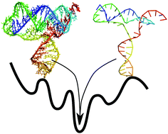 Graphical abstract: Prediction of DNA and RNA structure with the NARES-2P force field and conformational space annealing