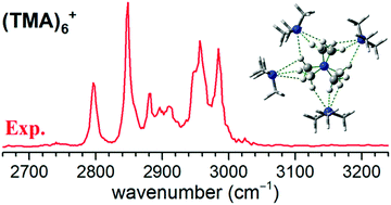 Graphical abstract: Infrared photodissociation spectroscopy of cold cationic trimethylamine complexes