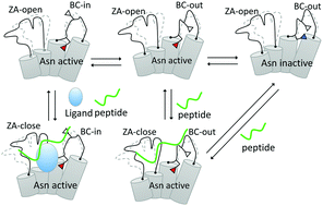 Graphical abstract: Mechanistic insights into peptide and ligand binding of the ATAD2-bromodomain via atomistic simulations disclosing a role of induced fit and conformational selection