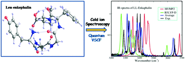 Graphical abstract: Intrinsic structure of pentapeptide Leu-enkephalin: geometry optimization and validation by comparison of VSCF-PT2 calculations with cold ion spectroscopy
