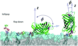 Graphical abstract: A molecular dynamics model for glycosylphosphatidyl-inositol anchors: “flop down” or “lollipop”?