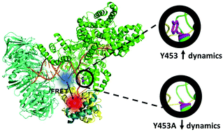 Graphical abstract: Reduced structural flexibility for an exonuclease deficient DNA polymerase III mutant
