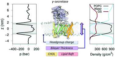 Graphical abstract: Influence of membrane lipid composition on the structure and activity of γ-secretase