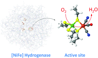 Graphical abstract: The oxygen reduction reaction on [NiFe] hydrogenases
