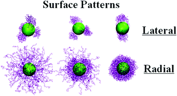 Graphical abstract: Surface morphologies of spherical polyelectrolyte brushes induced by trivalent salt ions