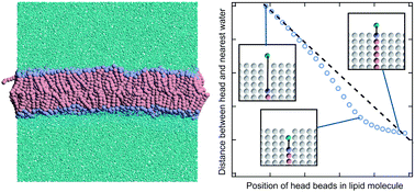 Graphical abstract: Relationship between water permeation and flip-flop motion in a bilayer membrane