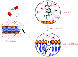 Graphical abstract: Entropy drives the insertion of ibuprofen into model membranes