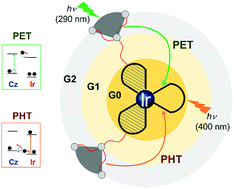Graphical abstract: Photoinduced electron and hole transfers in carbazole dendrimers with heteroleptic Ir-complex cores