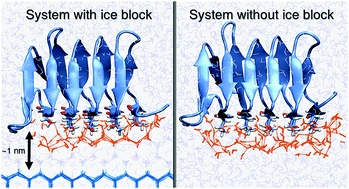 Graphical abstract: Molecular dynamics study on the role of solvation water in the adsorption of hyperactive AFP to the ice surface