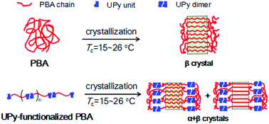 Graphical abstract: Temperature-dependent crystalline structure and phase transition of poly(butylene adipate) end-functionalized by multiple hydrogen-bonding groups