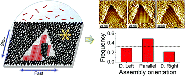 Graphical abstract: Unidirectional supramolecular self-assembly inside nanocorrals via in situ STM nanoshaving
