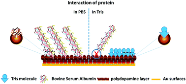Graphical abstract: Electrochemical impedance spectroscopy reveals a new mechanism based on competitive binding between Tris and protein on a conductive biomimetic polydopamine surface