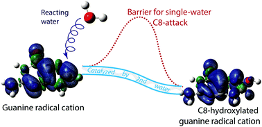 Graphical abstract: Reactions of water with radical cations of guanine, 9-methylguanine, 2′-deoxyguanosine and guanosine: keto–enol isomerization, C8-hydroxylation, and effects of N9-substitution