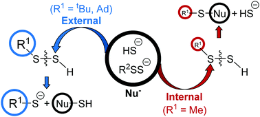 Graphical abstract: The reaction of alkyl hydropersulfides (RSSH, R = CH3 and tBu) with H2S in the gas phase and in aqueous solution