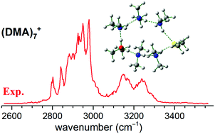 Graphical abstract: Infrared photodissociation spectroscopy of ion-radical networks in cationic dimethylamine complexes