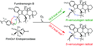 Graphical abstract: Asymmetric abstraction of two chemically-equivalent methylene hydrogens: significant enantioselectivity of endoperoxide presented by fumitremorgin B endoperoxidase