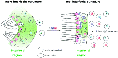 Graphical abstract: Effects of interfacial specific cations and water molarities on AOT micelle-to-vesicle transitions by chemical trapping: the specific ion-pair/hydration model