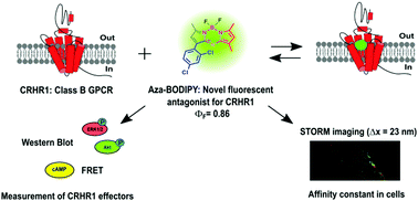 Graphical abstract: A fluorescence nanoscopy marker for corticotropin-releasing hormone type 1 receptor: computer design, synthesis, signaling effects, super-resolved fluorescence imaging, and in situ affinity constant in cells